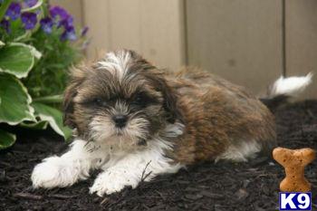 Shih Tzu Puppies for Sale